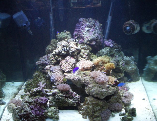 277 gallons reef tank (mostly live coral and fish) - My 93 gallon cube before hooking into my system 277 gallons reef tank (mostly live coral and fish) - My 93 gallon cube before hooking into my system