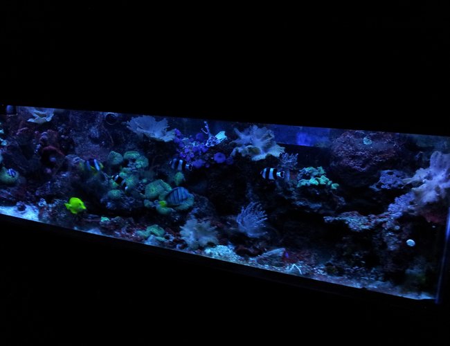 125 gallons reef tank (mostly live coral and fish) - 125 gallon reef aquarium in dusk
mode. Aquarium is 72x24x18. 30
gallon sump with SC Aquariums 250
Skimmer and Phosban reactor
containing gfo. 8 t5 ho lighting
fixture 2 Koralia 650gph powerheads
1 Aquatop 1350gph powerhead 125 gallons reef tank (mostly live coral and fish) - 125 gallon reef aquarium in dusk
mode. Aquarium is 72x24x18. 30
gallon sump with SC Aquariums 250
Skimmer and Phosban reactor
containing gfo. 8 t5 ho lighting
fixture 2 Koralia 650gph powerheads
1 Aquatop 1350gph powerhead