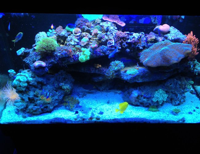 66 gallons reef tank (mostly live coral and fish) - Sorry for bad pic, Iphone picture :P
my 66 gallon reef.
Current fish: Kole eye tang, Yellow tang, diamond goby, dart goby, firefish goby x2, green chromis x5, mystery wrasse, tricolor fairy wrasse and a mandrian goby :)
Lots of softies, its what i like! 66 gallons reef tank (mostly live coral and fish) - Sorry for bad pic, Iphone picture :P
my 66 gallon reef.
Current fish: Kole eye tang, Yellow tang, diamond goby, dart goby, firefish goby x2, green chromis x5, mystery wrasse, tricolor fairy wrasse and a mandrian goby :)
Lots of softies, its what i like!
