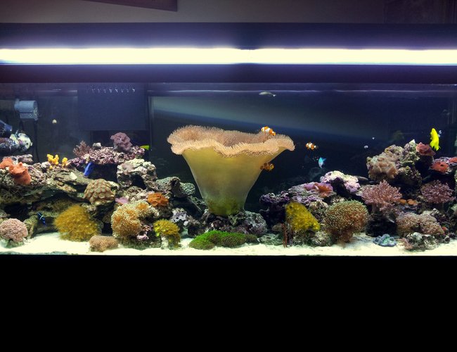 125 gallons reef tank (mostly live coral and fish) - My 125 gal reef aquarium 125 gallons reef tank (mostly live coral and fish) - My 125 gal reef aquarium