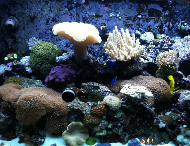 65 gallons reef tank (mostly live coral and fish) - Lps and soft coral tank 65 gallons reef tank (mostly live coral and fish) - Lps and soft coral tank