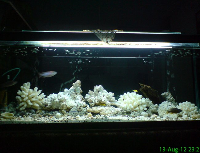 300 gallons reef tank (mostly live coral and fish) - 220 gallon 300 gallons reef tank (mostly live coral and fish) - 220 gallon