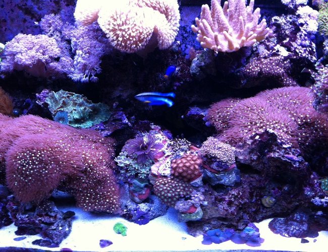 65 gallons reef tank (mostly live coral and fish) - Tank 65 gallons reef tank (mostly live coral and fish) - Tank