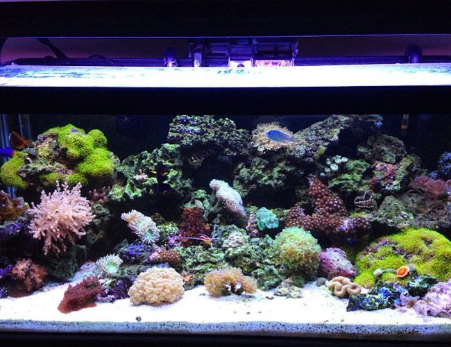 45 gallons reef tank (mostly live coral and fish) - front shot of aquarium 45 gallons reef tank (mostly live coral and fish) - front shot of aquarium