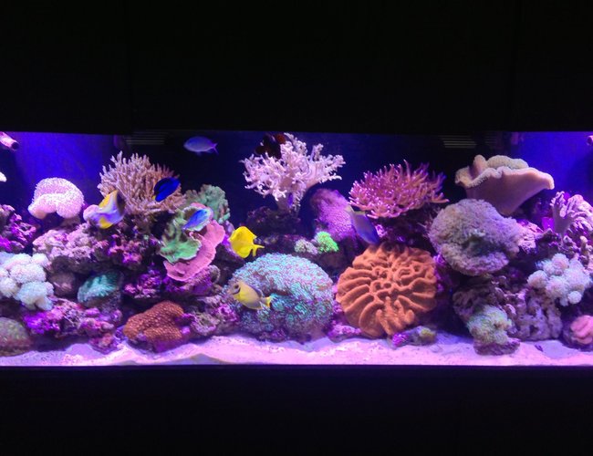 120 gallons reef tank (mostly live coral and fish) - Living the reef hobby and loving it 120 gallons reef tank (mostly live coral and fish) - Living the reef hobby and loving it