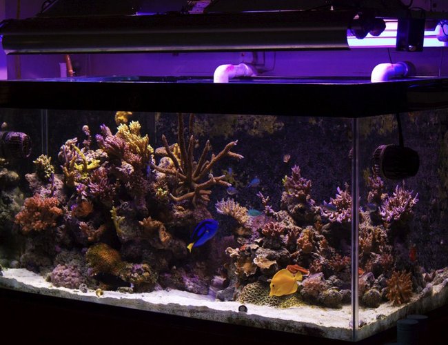 120 gallons reef tank (mostly live coral and fish) - My Tank 120 gallons reef tank (mostly live coral and fish) - My Tank