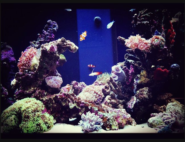 90 gallons reef tank (mostly live coral and fish) - I call this tank Utopia. As it looks like an under water paradise. :) I tried to create mountains, slopes and caves to give the tank a sense of depth and realism. Also color to add a sense of life to the tank. Thanks for viewing! 90 gallons reef tank (mostly live coral and fish) - I call this tank Utopia. As it looks like an under water paradise. :) I tried to create mountains, slopes and caves to give the tank a sense of depth and realism. Also color to add a sense of life to the tank. Thanks for viewing!