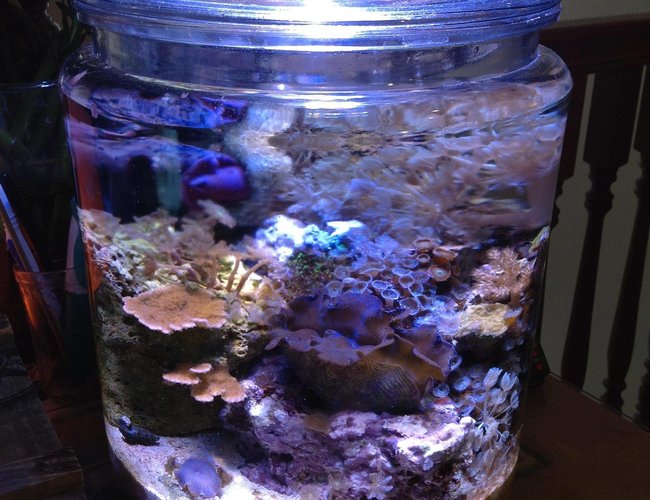 3 gallons reef tank (mostly live coral and fish) - My Pickle/Cookie Jar Pico Reef after 5 Months. 3 gallons reef tank (mostly live coral and fish) - My Pickle/Cookie Jar Pico Reef after 5 Months.