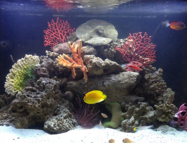 65 gallons reef tank (mostly live coral and fish) - Marine Life: Three-Spot Angelfish, Rusty Angelfish, Pink Skunk Clownfish, Whip-Fin Fairy Wrasse, Sleeper Gold Head Goby
Live Rock, Long Tentacle Anemone, Green Carpet Anemone
65 gallon RedSea Saltwater Tank 65 gallons reef tank (mostly live coral and fish) - Marine Life: Three-Spot Angelfish, Rusty Angelfish, Pink Skunk Clownfish, Whip-Fin Fairy Wrasse, Sleeper Gold Head Goby
Live Rock, Long Tentacle Anemone, Green Carpet Anemone
65 gallon RedSea Saltwater Tank
