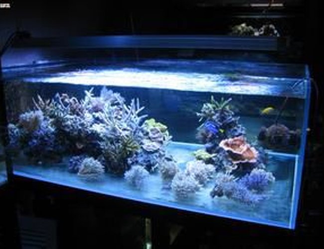 23 gallons reef tank (mostly live coral and fish) - 123 23 gallons reef tank (mostly live coral and fish) - 123
