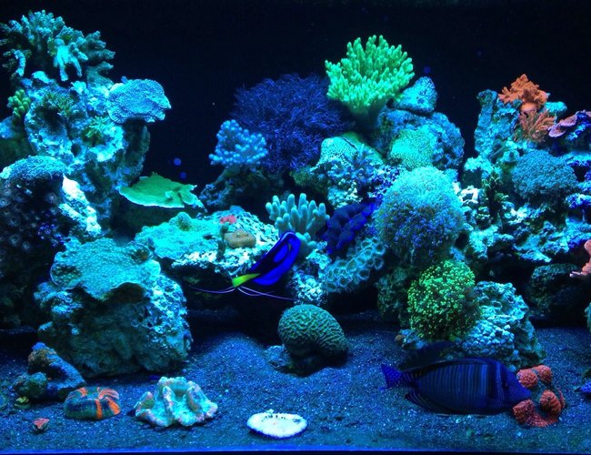 187 gallons reef tank (mostly live coral and fish) - ReEfErAdDiCt'S 187 Gallon Mixed Reef 187 gallons reef tank (mostly live coral and fish) - ReEfErAdDiCt'S 187 Gallon Mixed Reef