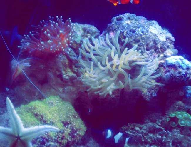14 gallons reef tank (mostly live coral and fish) - bio cube reef tank 14 gallons reef tank (mostly live coral and fish) - bio cube reef tank