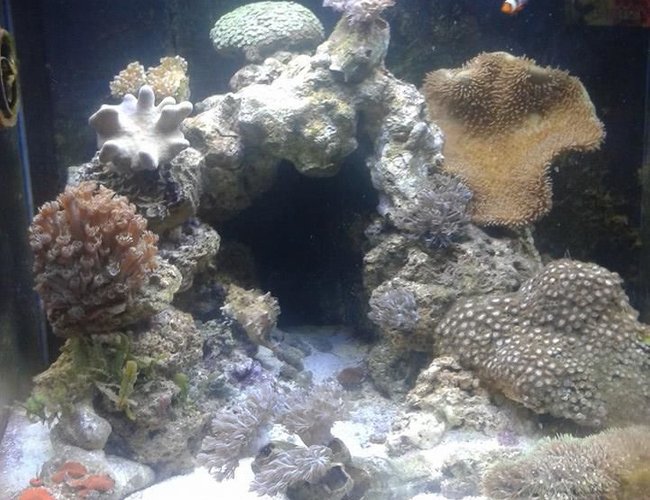 20 gallons reef tank (mostly live coral and fish) - Day Lights on
Currently been running 4 months 20 gallons reef tank (mostly live coral and fish) - Day Lights on
Currently been running 4 months