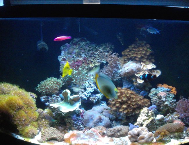 100 gallons reef tank (mostly live coral and fish) - 100g corner 1/4 cyl tank n sump 100 gallons reef tank (mostly live coral and fish) - 100g corner 1/4 cyl tank n sump