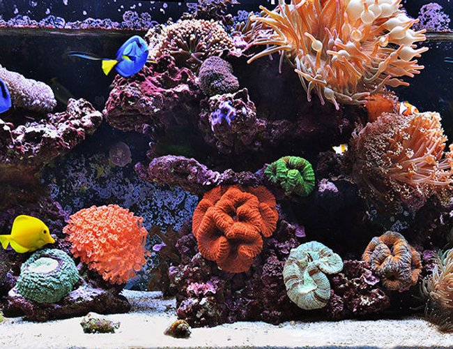 240 gallons reef tank (mostly live coral and fish) - 240g Mixed Reef Tank 240 gallons reef tank (mostly live coral and fish) - 240g Mixed Reef Tank