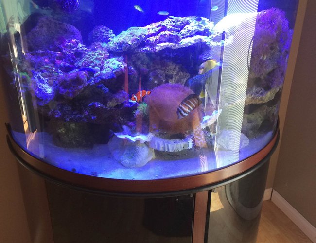 76 gallons reef tank (mostly live coral and fish) - 76 Gallon SemiCircle 76 gallons reef tank (mostly live coral and fish) - 76 Gallon SemiCircle