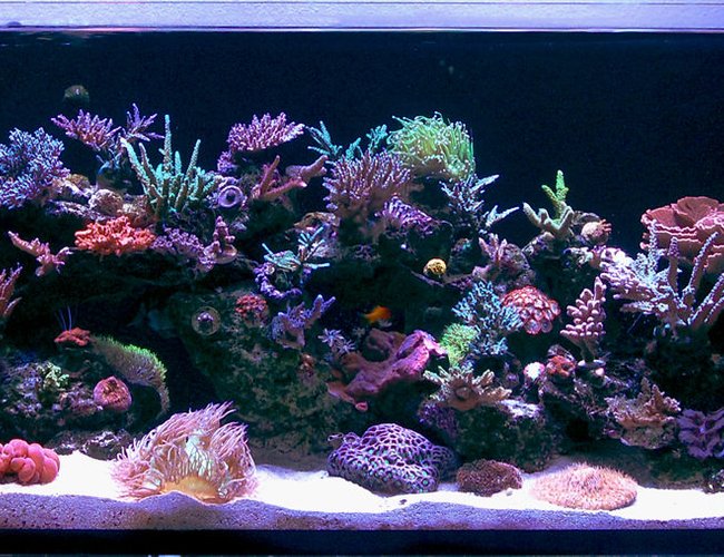 105 gallons reef tank (mostly live coral and fish) - Updated Pic 105 gallons reef tank (mostly live coral and fish) - Updated Pic