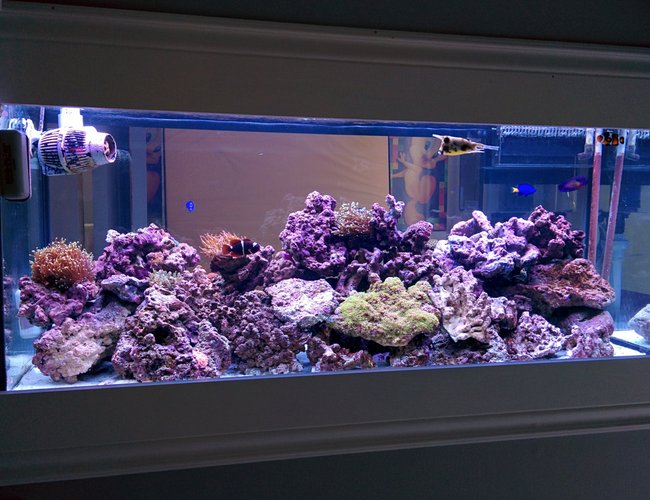 75 gallons reef tank (mostly live coral and fish) - Here Is my 11 month old new thank setup update. i added alot of soft coral and anomies ! 75 gallons reef tank (mostly live coral and fish) - Here Is my 11 month old new thank setup update. i added alot of soft coral and anomies !