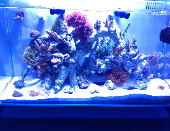 21 gallons reef tank (mostly live coral and fish) - Nuvo 16 gallon , sps dominant, and some lps 21 gallons reef tank (mostly live coral and fish) - Nuvo 16 gallon , sps dominant, and some lps