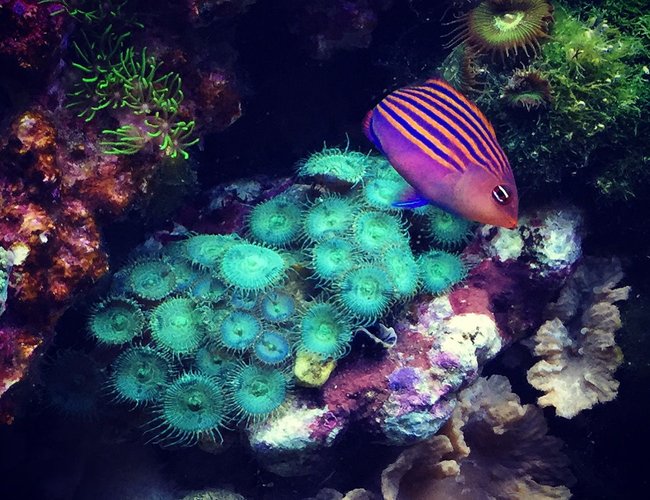 55 gallons reef tank (mostly live coral and fish) - Six-line wrasse 55 gallons reef tank (mostly live coral and fish) - Six-line wrasse