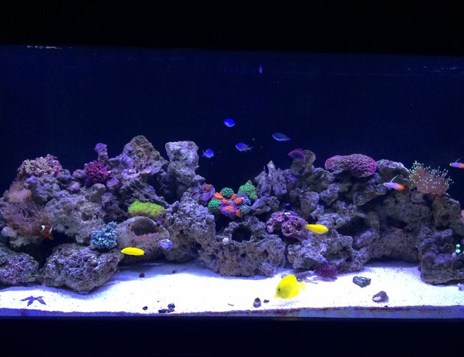 100 gallons reef tank (mostly live coral and fish) - Setup began in November 2014. Current pic as of 3/15/15 which is still a work in progress with adding live rock and growing the existing coral while adding additinal corals time goes by 100 gallons reef tank (mostly live coral and fish) - Setup began in November 2014. Current pic as of 3/15/15 which is still a work in progress with adding live rock and growing the existing coral while adding additinal corals time goes by