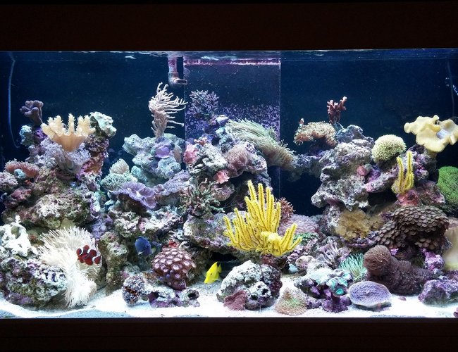 125 gallons reef tank (mostly live coral and fish) - 125 gal mixed reef 125 gallons reef tank (mostly live coral and fish) - 125 gal mixed reef