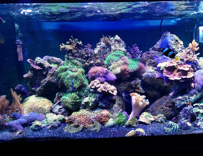 75 gallons reef tank (mostly live coral and fish) - I recently moved all of my corals and livestock from a 28 gallon bowfront to this 75. Everything is doing great so far. 75 gallons reef tank (mostly live coral and fish) - I recently moved all of my corals and livestock from a 28 gallon bowfront to this 75. Everything is doing great so far.