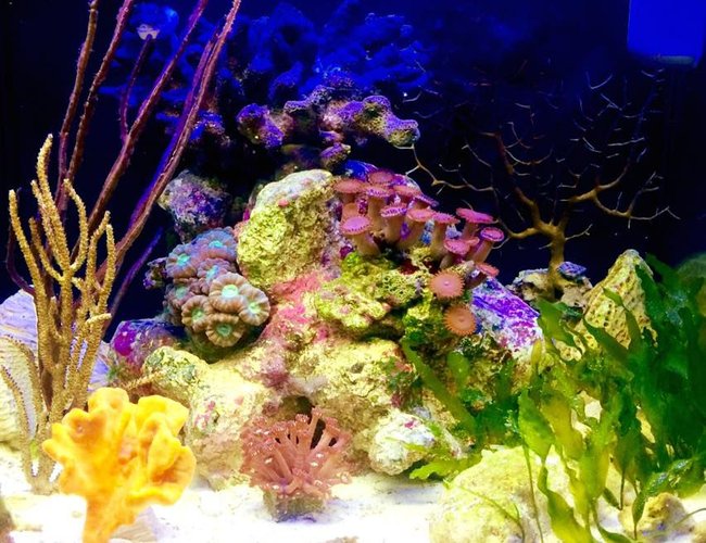 8 gallons reef tank (mostly live coral and fish) - I've been trying to emulate the lagoonal-fringing reef with sponges, LPS, gorgonians, macroalgae, seagrass, and mixed oolite and crushed coral substrate. 8 gallons reef tank (mostly live coral and fish) - I've been trying to emulate the lagoonal-fringing reef with sponges, LPS, gorgonians, macroalgae, seagrass, and mixed oolite and crushed coral substrate.