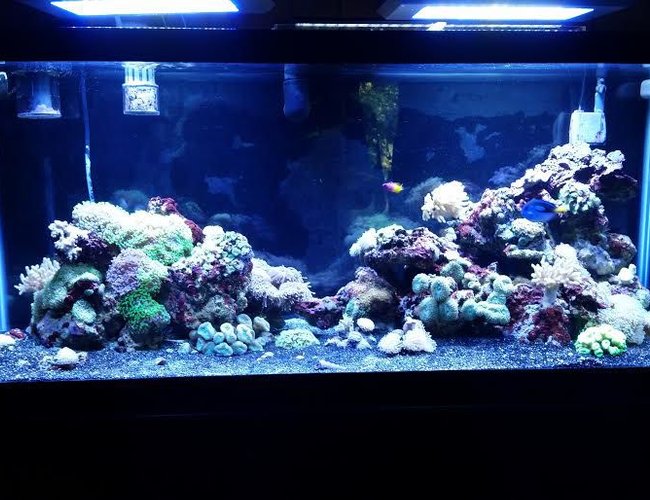 75 gallons reef tank (mostly live coral and fish) - 55g to 75g move 75 gallons reef tank (mostly live coral and fish) - 55g to 75g move