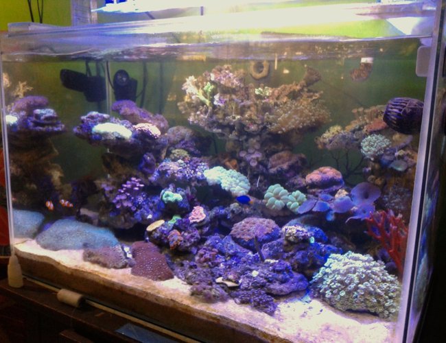 53 gallons reef tank (mostly live coral and fish) - Lps coral 53 gallons reef tank (mostly live coral and fish) - Lps coral