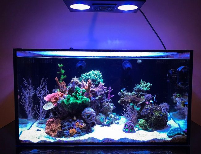 20 gallons reef tank (mostly live coral and fish) - 20 gallons. Full tank shot. 20 gallons reef tank (mostly live coral and fish) - 20 gallons. Full tank shot.