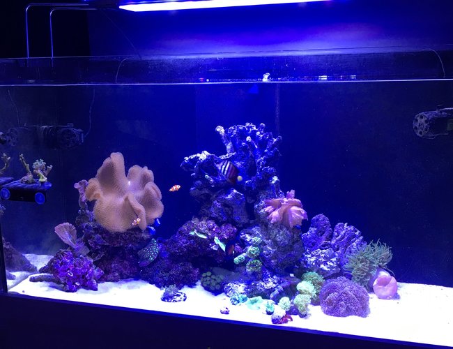 99 gallons reef tank (mostly live coral and fish) - Tank 99 gallons reef tank (mostly live coral and fish) - Tank