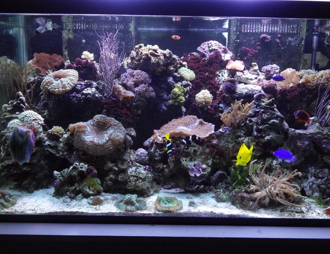 120 gallons reef tank (mostly live coral and fish) - Today's tank picture. 120 gallons reef tank (mostly live coral and fish) - Today's tank picture.