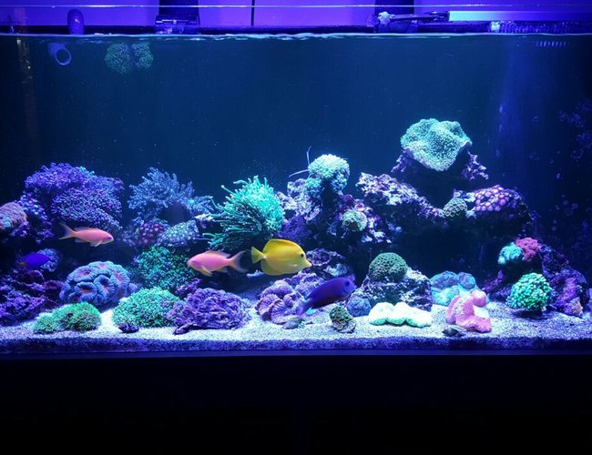 90 gallons reef tank (mostly live coral and fish) - . 90 gallons reef tank (mostly live coral and fish) - .