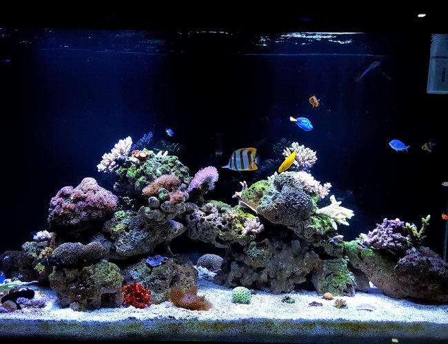 150 gallons reef tank (mostly live coral and fish) - My Tank 150G 150 gallons reef tank (mostly live coral and fish) - My Tank 150G