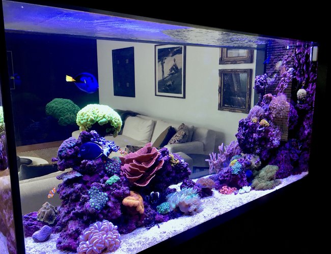 90 gallons reef tank (mostly live coral and fish) - Reef it 90 gallons reef tank (mostly live coral and fish) - Reef it