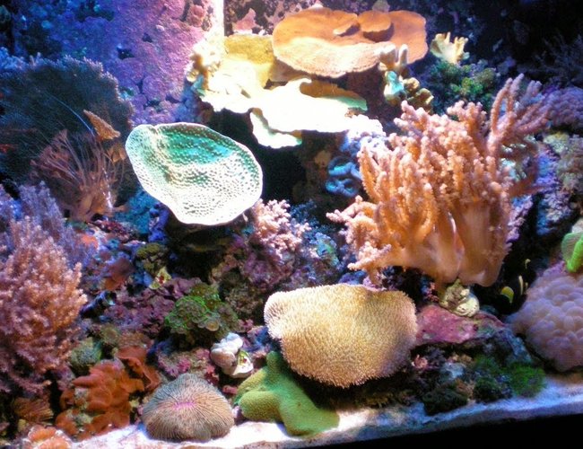 22 gallons reef tank (mostly live coral and fish) - 65 Mix Reef Tank - Lighting: 1-150W 10K HQI, 4-50W 10K Luminance LED & 2-96W Strips 50/50-Actinic. Filtration: ONLY Live Rock, Protein Skimmer and Algae Scrubber - No Reactors or Media of any kind. Supplements When Needed. Corals: Acan, Green Star Polyps, Colts, Xenia, Galaxia, Open Brain, Hammer, Bubbles, Koko, Zoos, Cup, Cap, etc 22 gallons reef tank (mostly live coral and fish) - 65 Mix Reef Tank - Lighting: 1-150W 10K HQI, 4-50W 10K Luminance LED & 2-96W Strips 50/50-Actinic. Filtration: ONLY Live Rock, Protein Skimmer and Algae Scrubber - No Reactors or Media of any kind. Supplements When Needed. Corals: Acan, Green Star Polyps, Colts, Xenia, Galaxia, Open Brain, Hammer, Bubbles, Koko, Zoos, Cup, Cap, etc