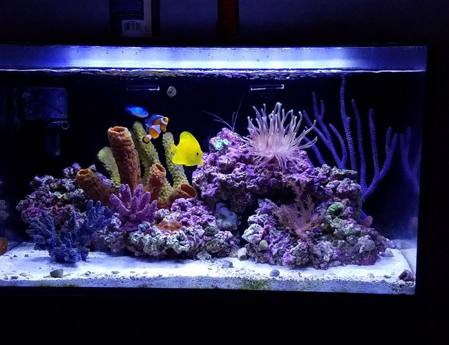 20 gallons reef tank (mostly live coral and fish) - New tank setup 20 gallons reef tank (mostly live coral and fish) - New tank setup
