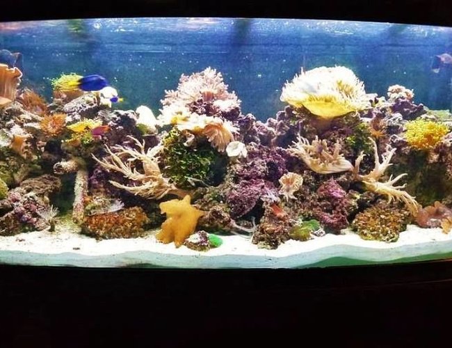 120 gallons reef tank (mostly live coral and fish) - Drop of a ocean seen indoors 120 gallons reef tank (mostly live coral and fish) - Drop of a ocean seen indoors