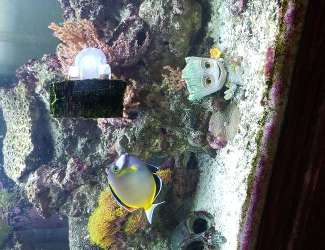 75 gallons reef tank (mostly live coral and fish) - Our tank 75 gallons reef tank (mostly live coral and fish) - Our tank