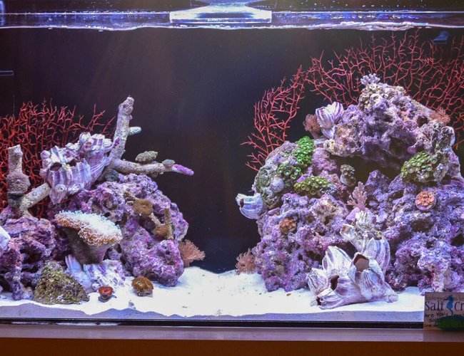 30 gallons reef tank (mostly live coral and fish) - 30 gal mixed reef 30 gallons reef tank (mostly live coral and fish) - 30 gal mixed reef