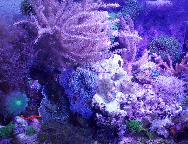 8 gallons reef tank (mostly live coral and fish) - Low budget nano reef tank 8 gallons reef tank (mostly live coral and fish) - Low budget nano reef tank