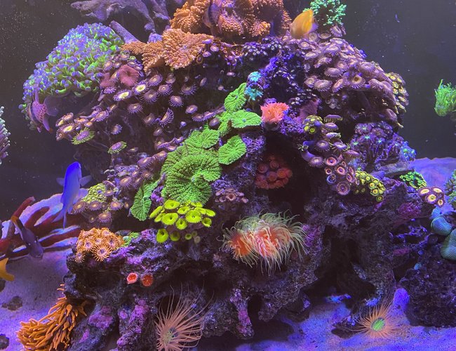 165 gallons reef tank (mostly live coral and fish) - A little splash of color 165 gallons reef tank (mostly live coral and fish) - A little splash of color