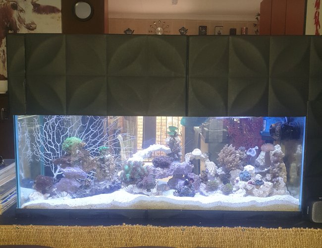 27 gallons reef tank (mostly live coral and fish) - Main display view 27 gallons reef tank (mostly live coral and fish) - Main display view