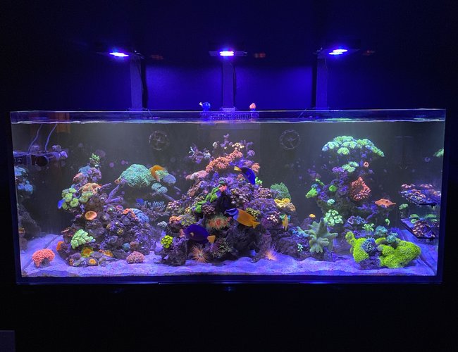 165 gallons reef tank (mostly live coral and fish) - Wonders of the Ocean 165 gallons reef tank (mostly live coral and fish) - Wonders of the Ocean
