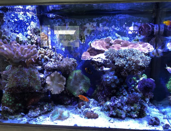 65 gallons reef tank (mostly live coral and fish) - 65 Gallon Mixed Reef Tank 65 gallons reef tank (mostly live coral and fish) - 65 Gallon Mixed Reef Tank