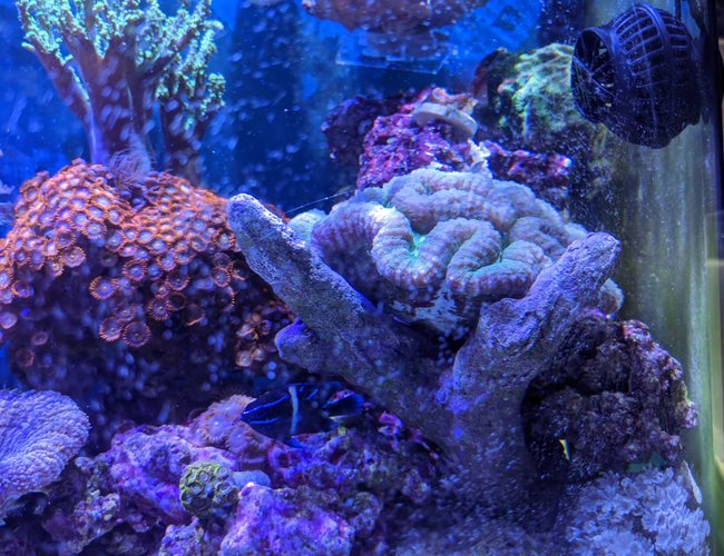 46 gallons reef tank (mostly live coral and fish) - Brains! 46 gallons reef tank (mostly live coral and fish) - Brains!