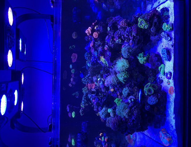 200 gallons reef tank (mostly live coral and fish) - my 95g display tank 200 gallons reef tank (mostly live coral and fish) - my 95g display tank