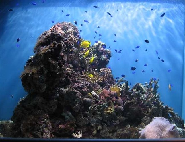 320 gallons reef tank (mostly live coral and fish) - all your damsels are belong to us 320 gallons reef tank (mostly live coral and fish) - all your damsels are belong to us