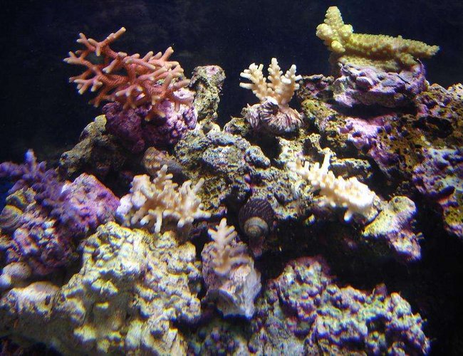 72 gallons reef tank (mostly live coral and fish) - Acros as of 30 Oct. 72 gallons reef tank (mostly live coral and fish) - Acros as of 30 Oct.